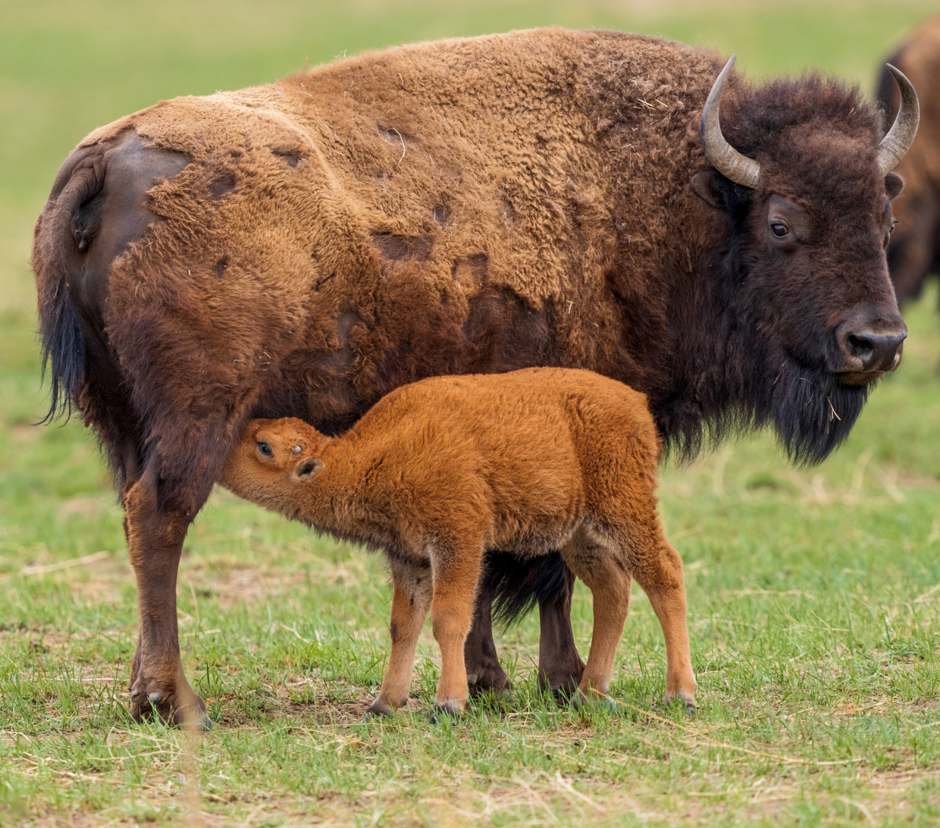 Brilliant facts about the American bison