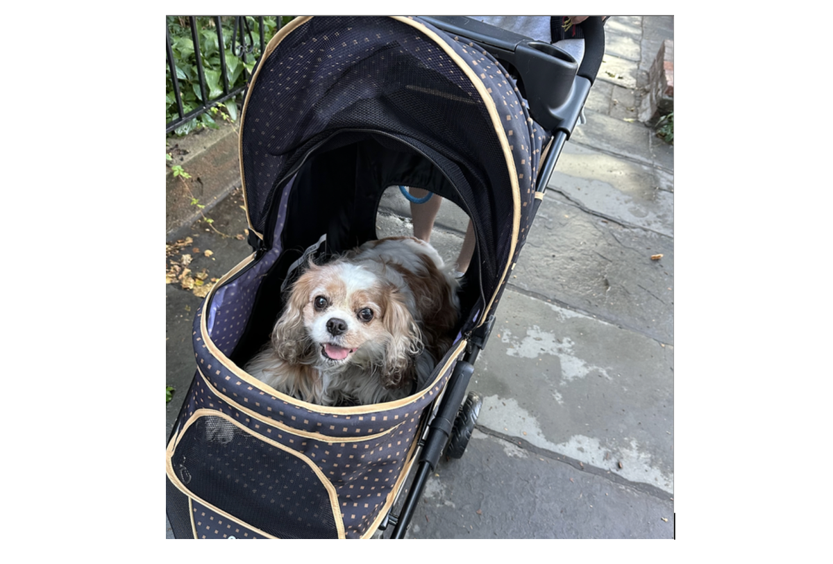 8 Best Dog Strollers, Tested and Reviewed