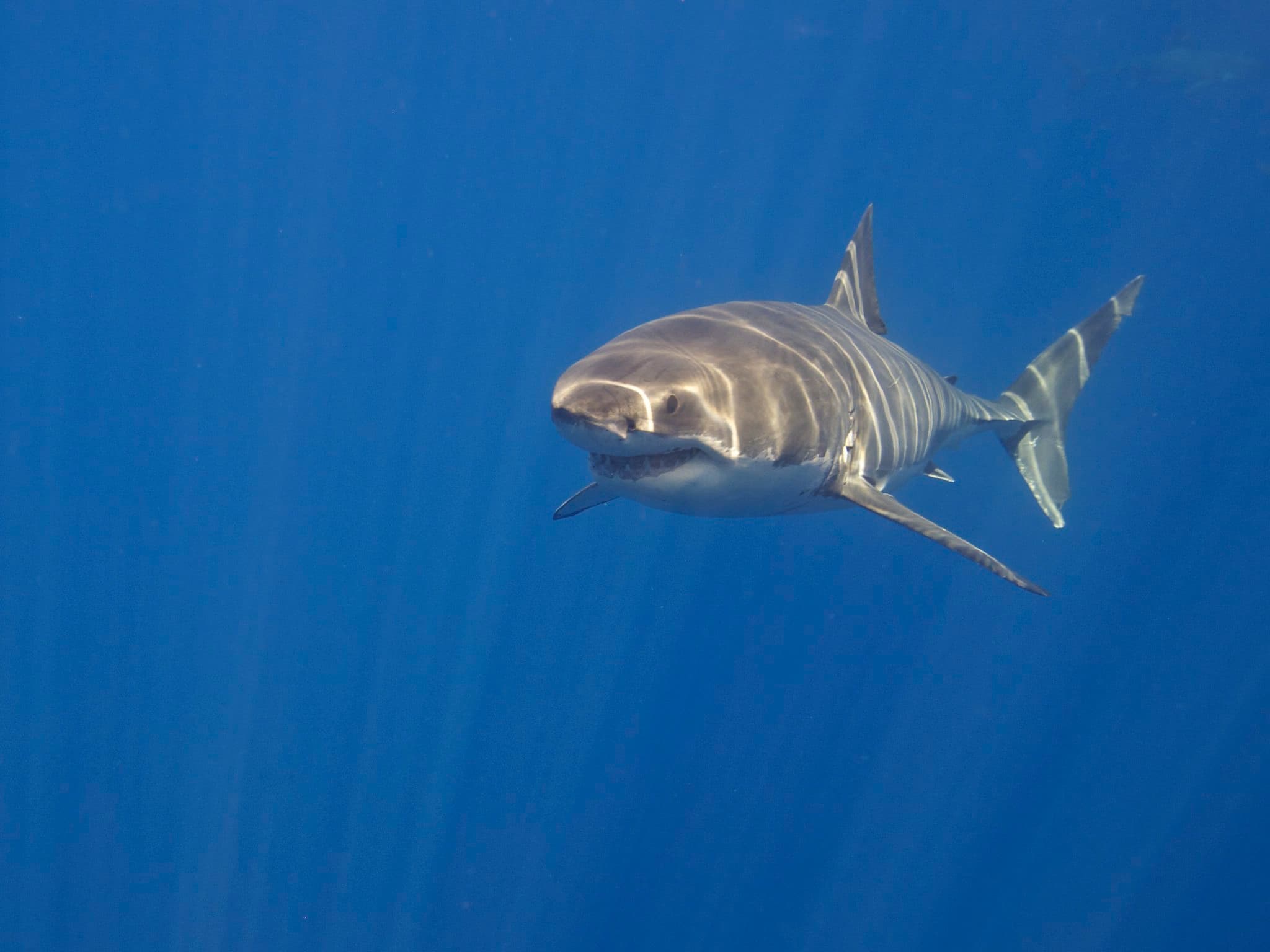 une américaine de 44 ans meurt après avoir été mordue par un requin aux bahamas