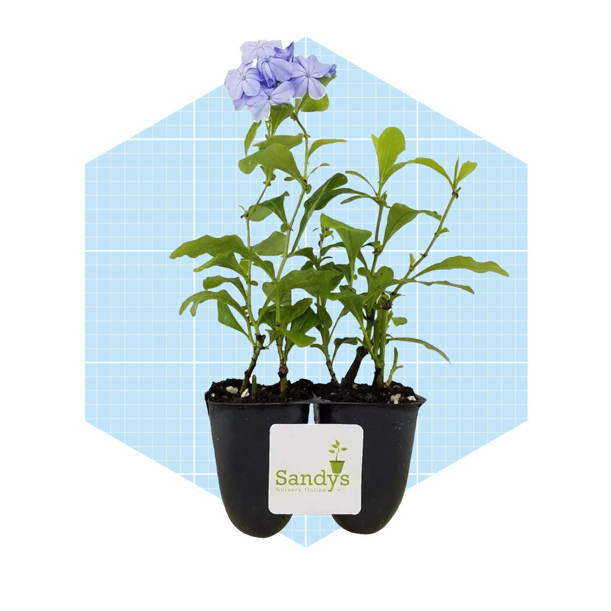 8 Plants That Help Keep Weeds Out Of Your Garden