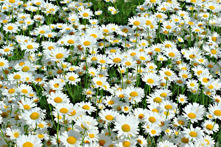 Growing Shasta Daisies Everything You Need To Know