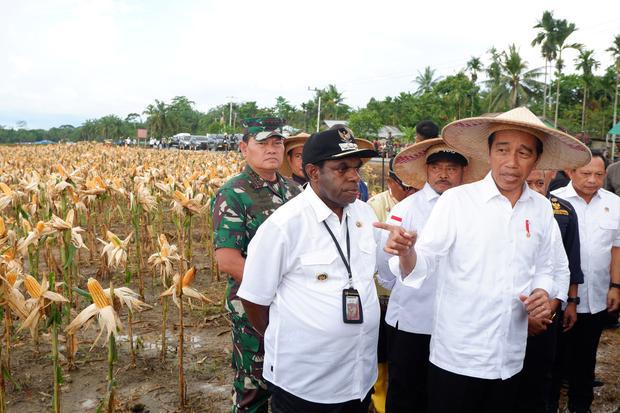 Bangun Food Estate, Jokowi Siapkan Anggaran Ketahanan Pangan Rp 108 T