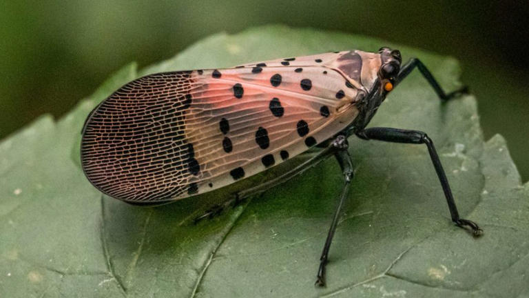 Spotted lanternfly eggs may hatch soon in Pennsylvania