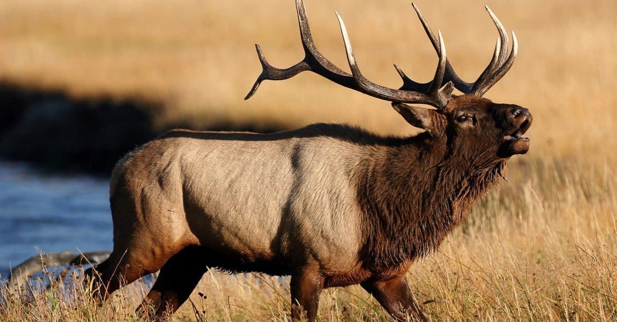 These States Have the Most Elk in the USA