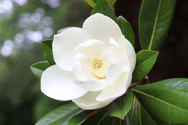 Arborist Teaches Trick for Propagating Magnolia Trees