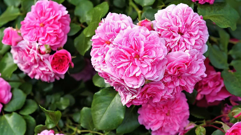 růže jsou úžasný přírodní lék. udělejte si z květů čaj, růžovou vodu, med nebo olej
