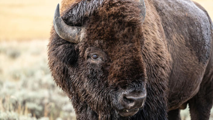 parents risk kids' lives for photos with angry bison at yellowstone national park