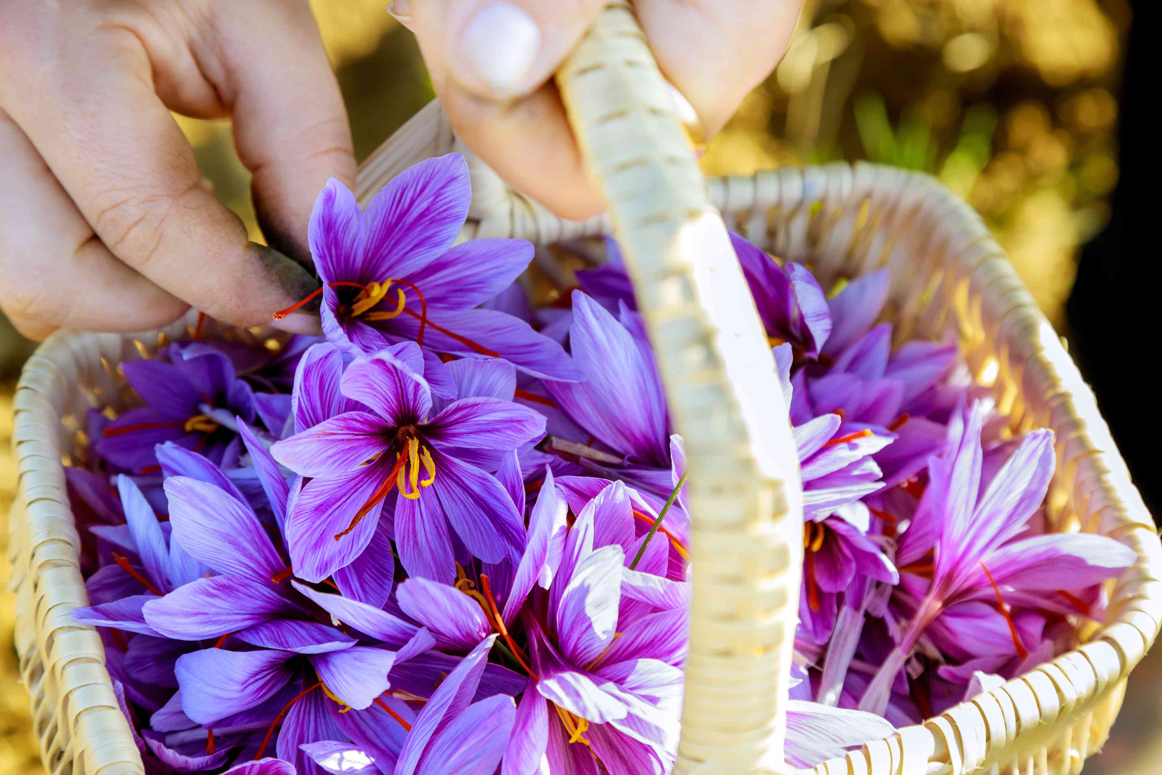 Saffron Everything You Need to Know