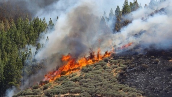 πυροσβεστική: 67 αγροτοδασικές πυρκαγιές εκδηλώθηκαν το τελευταίο εικοσιτετράωρο στη χώρα