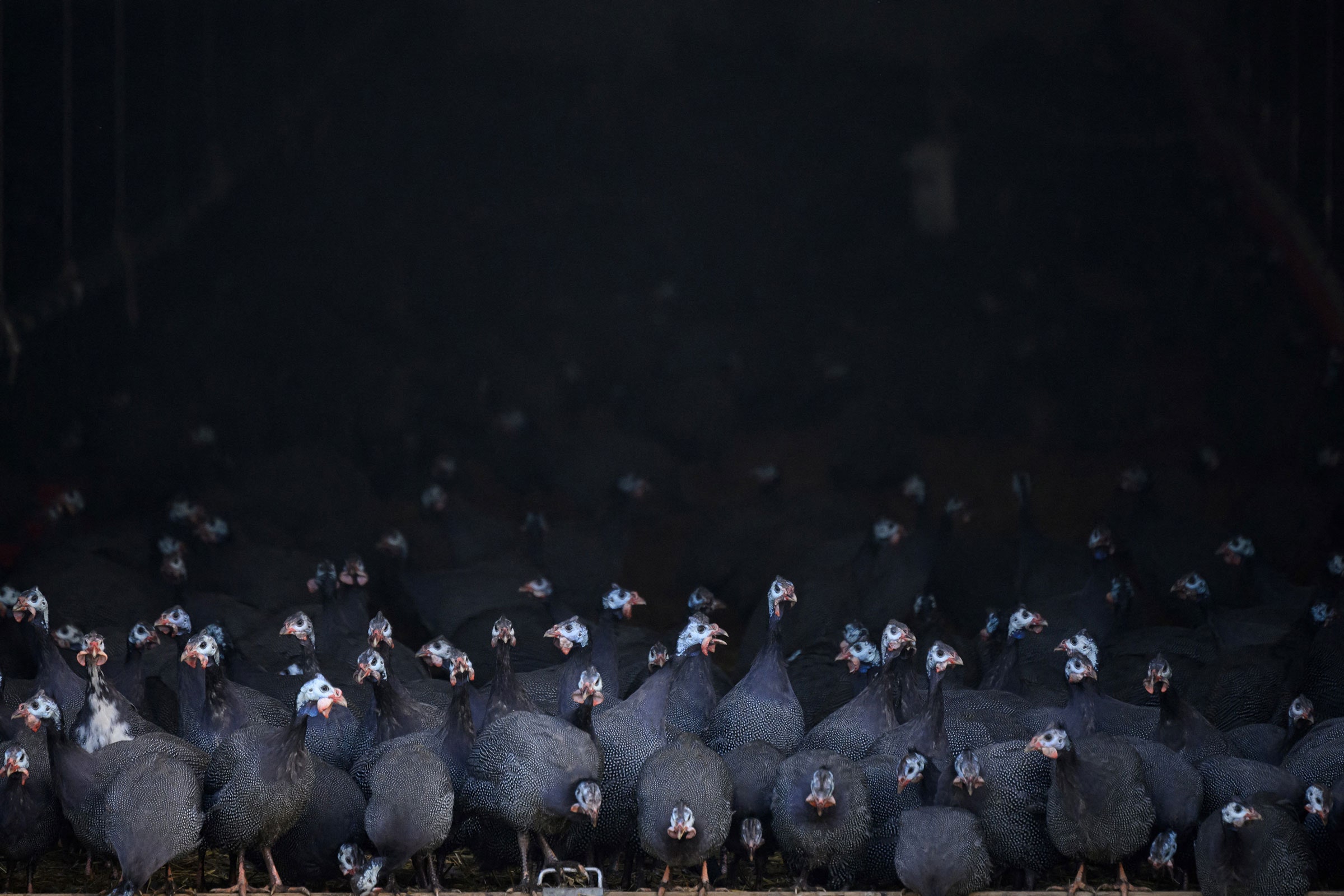 la oms expresa una “enorme preocupación” por el aumento de contagios de gripe aviar en humanos