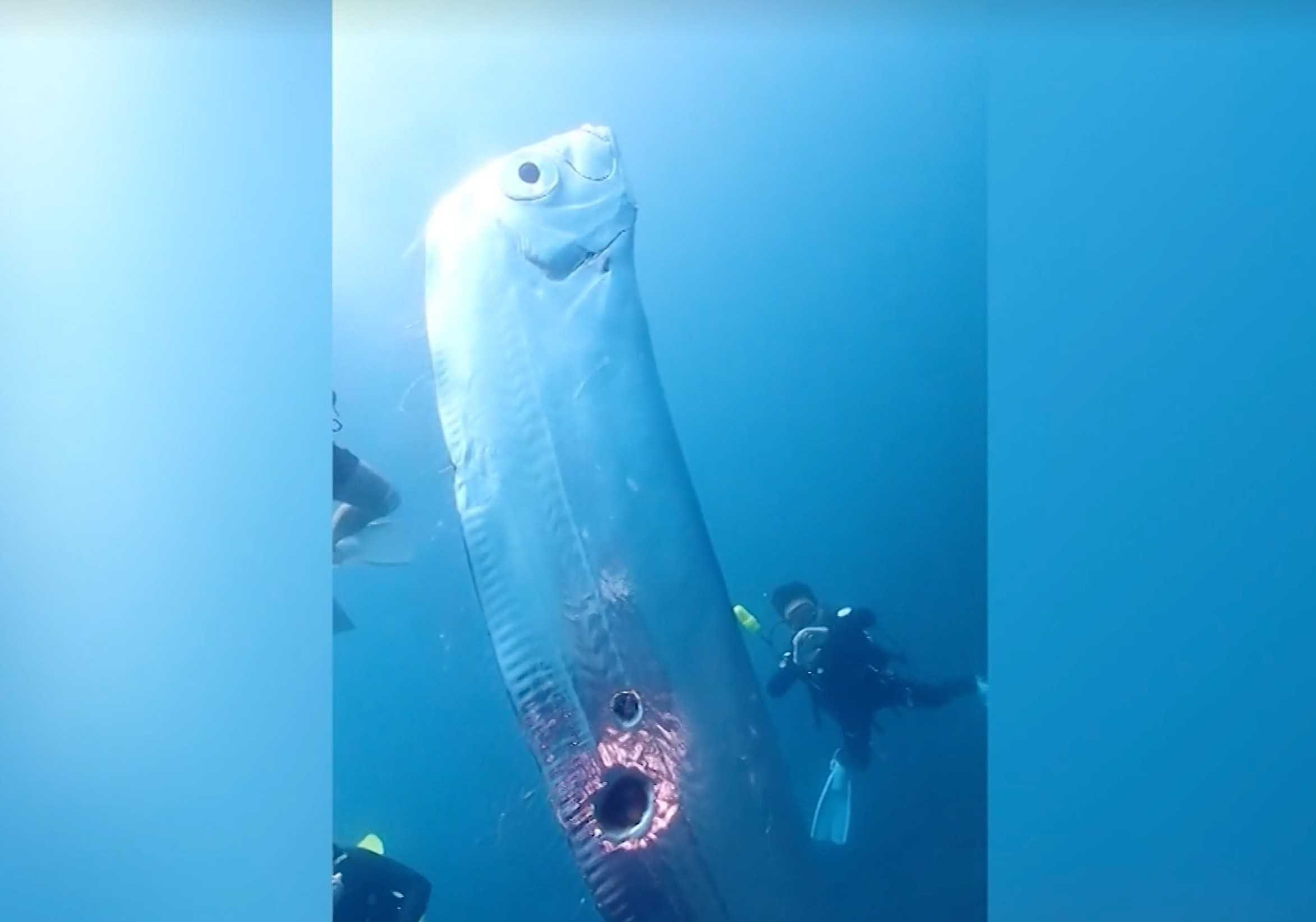 Video 6foot 'doomsday fish' baffles deep sea divers