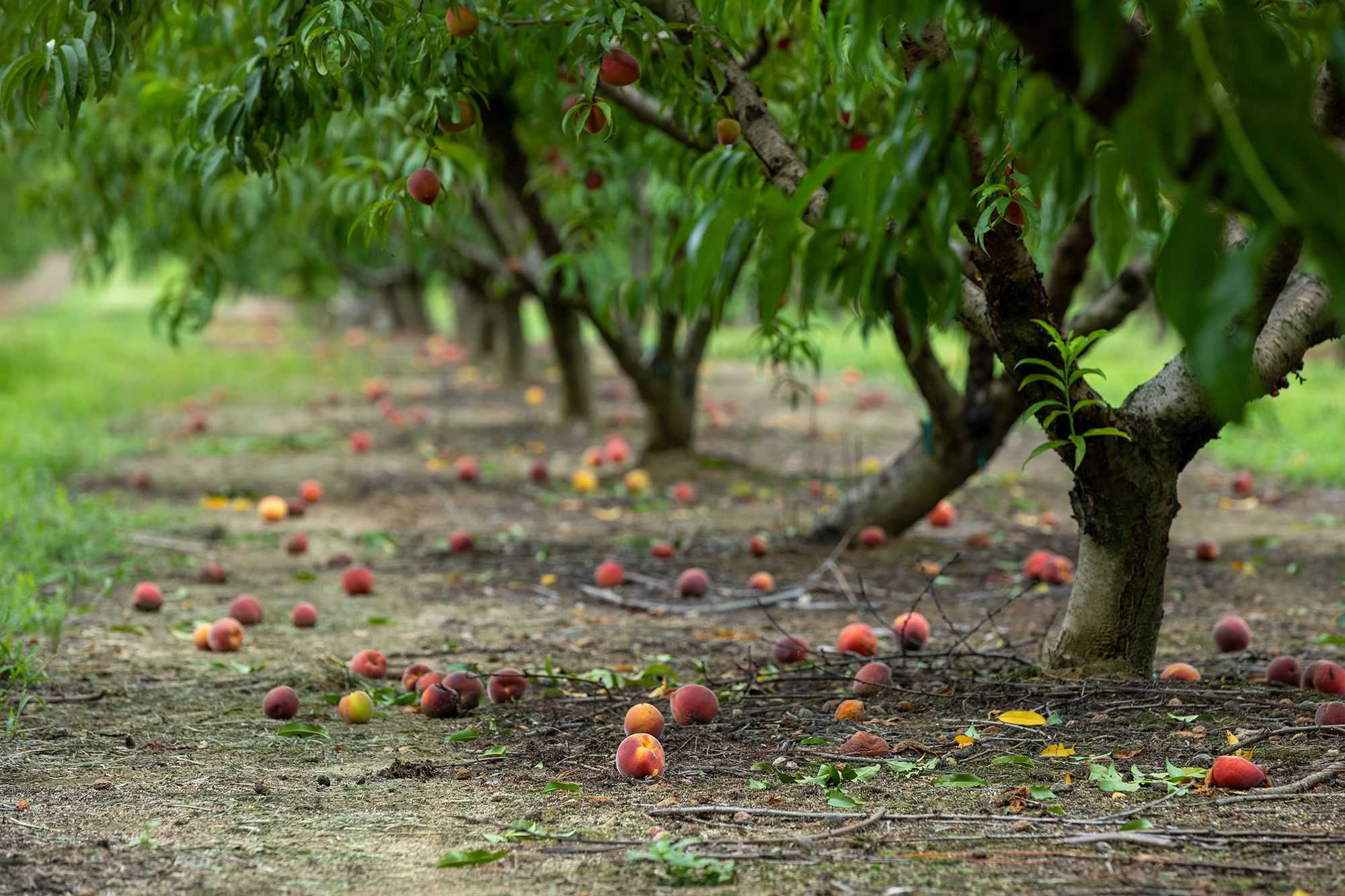 'The Peach State' is experiencing a peach shortage. Here’s why, and how