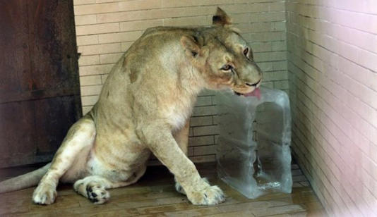A lion cools off with a block of ice at the Lahore Zoo during hot weather in Lahore, Pakistan, Saturday, June 24, 2023. (AP Photo/K.M. Chaudary)
