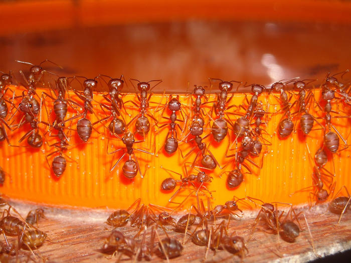 mravence odpudí oblíbené domácí koření – jedna lžička je vyžene ze všech míst, kde je nechcete