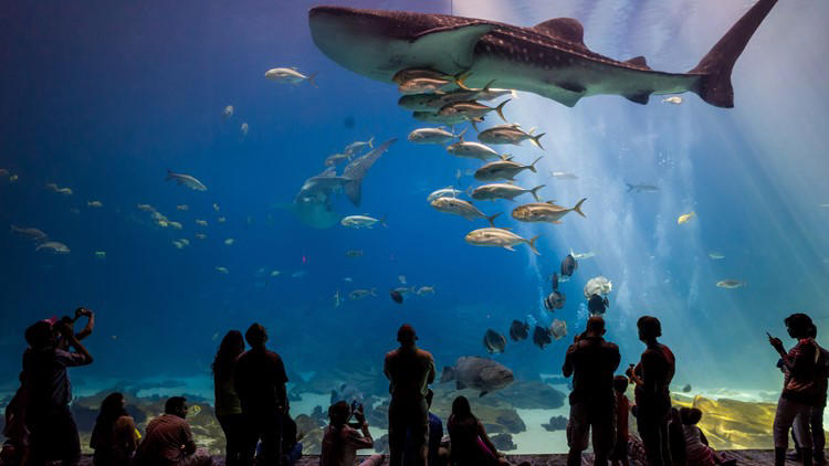 Tips for making your visit to the Georgia Aquarium
