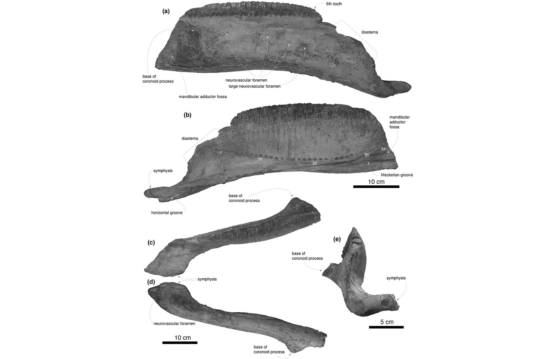 These Recent Fossil Finds Have Left Experts Dumbfounded