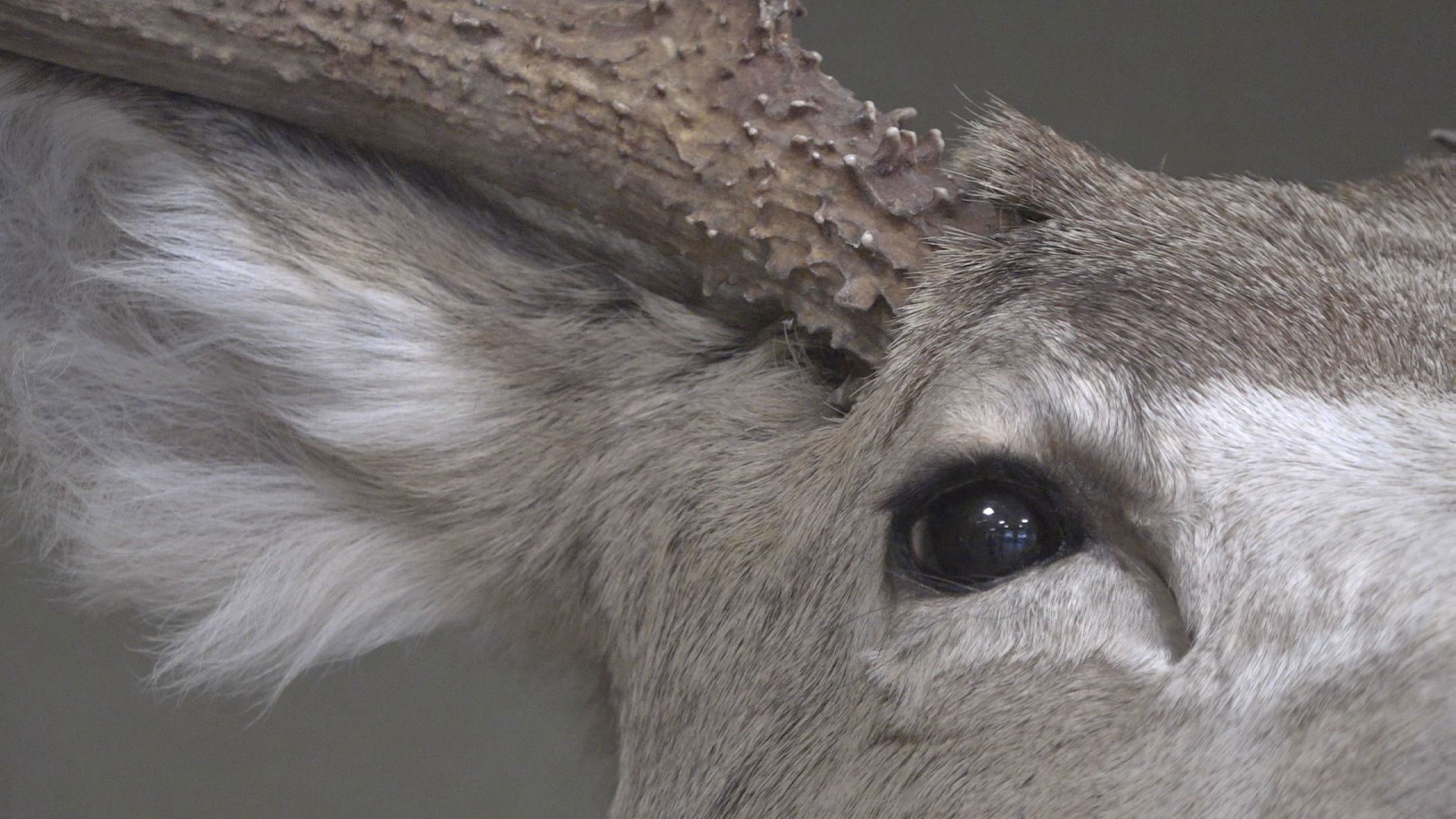 Commissioners set to vote on proposed changes to Kansas deer season