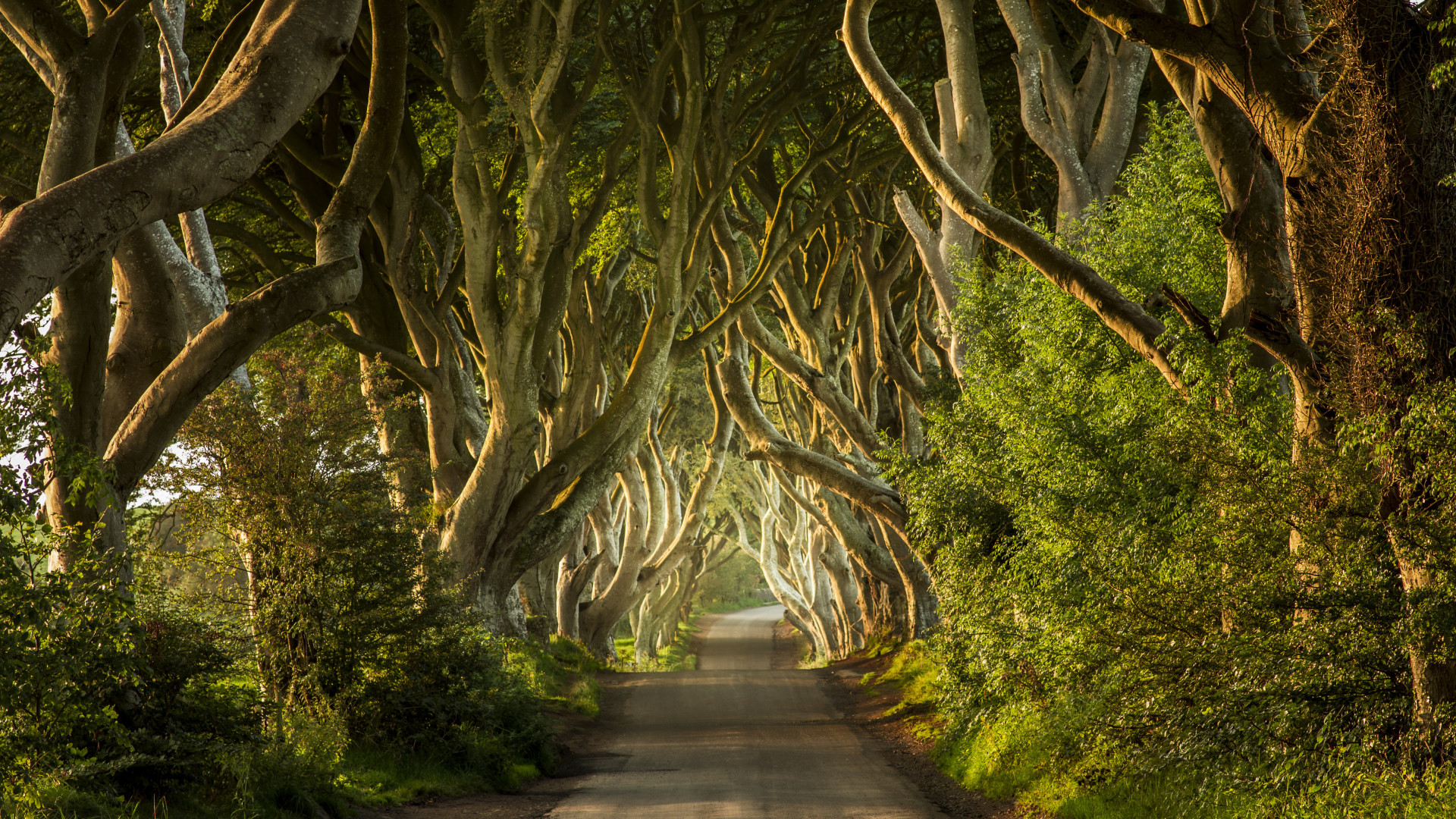 The tunnel of trees has appeared in HBO’s hit series ‘Game of Thrones’.<p><a href="https://www.msn.com/en-us/community/channel/vid-7xx8mnucu55yw63we9va2gwr7uihbxwc68fxqp25x6tg4ftibpra?cvid=94631541bc0f4f89bfd59158d696ad7e">Follow us and access great exclusive content every day</a></p>