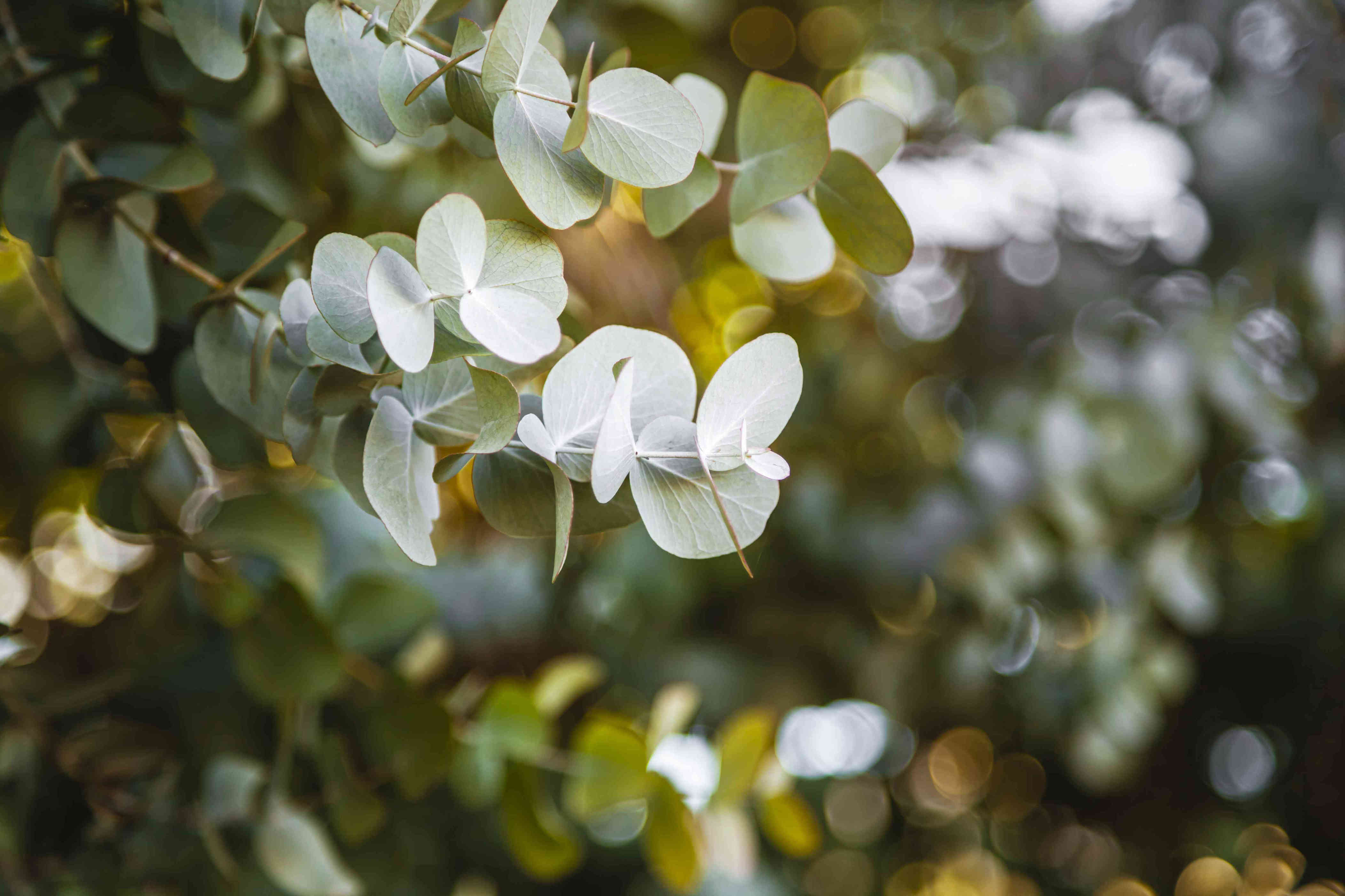 How To Grow And Care For Eucalyptus