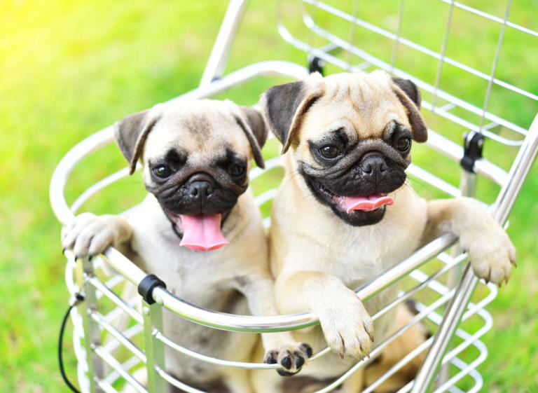 Pug Puppy Names 2024: Here are the top 10 most popular dog names for ...