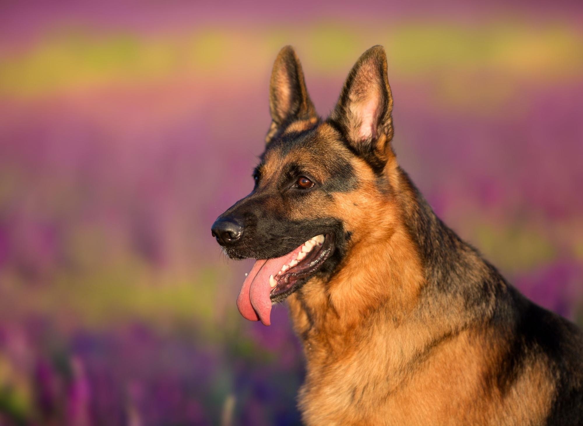 top-german-shepherd-dog-names-2023-these-are-the-10-most-popular-puppy