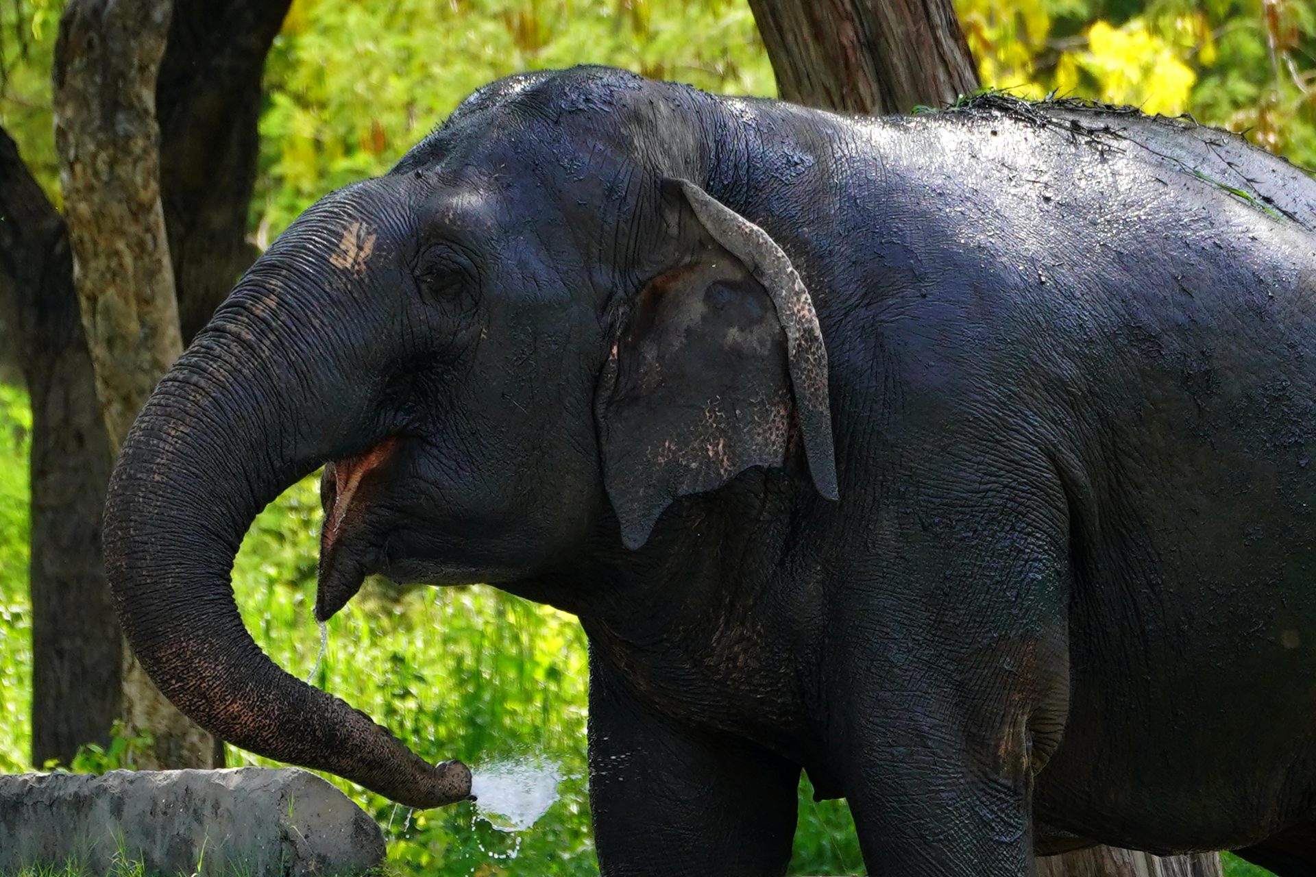 Which animals pose the most danger to humans?