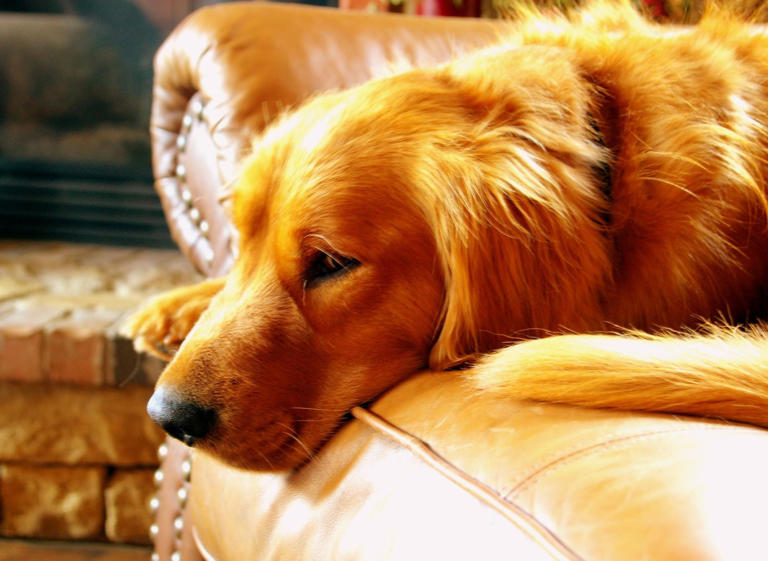 Golden Retriever Names These are the top 10 most popular puppy names for adorable Golden