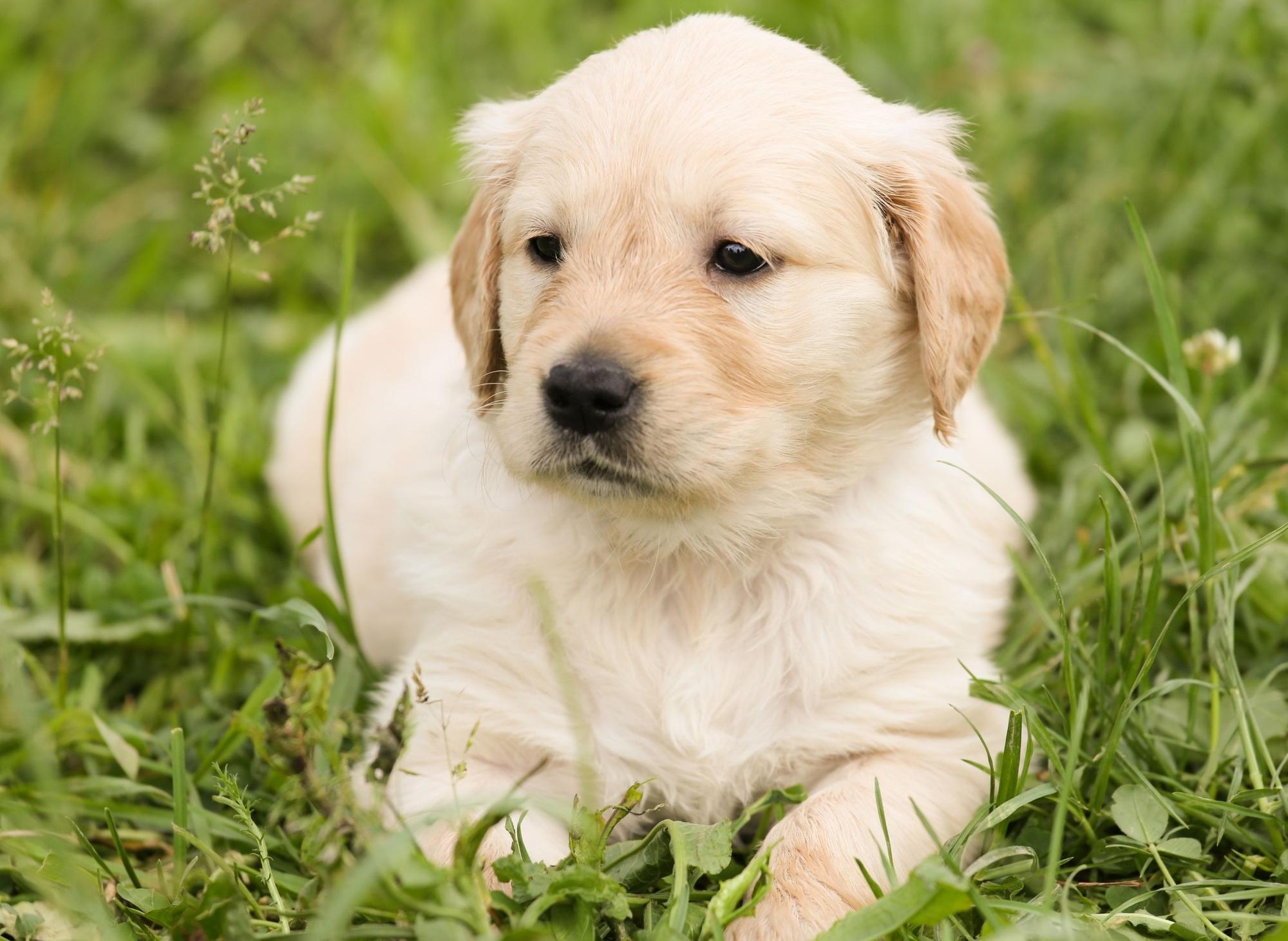 Names For Golden Retriever Puppies: Here are the 10 most popular dog ...