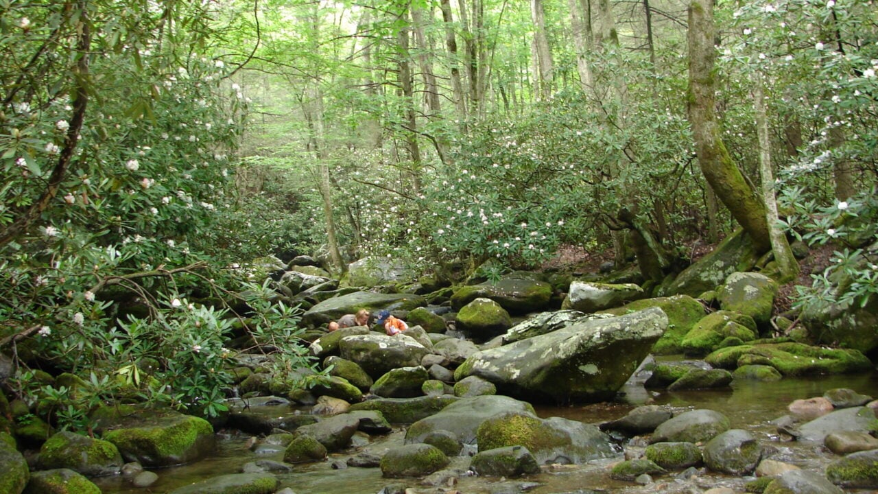 <p>The <a href="https://ontheroadwithsarah.com/great-smoky-mountains-national-park/" rel="noopener">Great Smoky Mountain National Park</a> is one of the few free national parks in the United States. Every level of hiking is available, from beginner to advanced.</p> <p>Pack a picnic and enjoy lunch by one of the many streams or waterfalls along some trails. Wildlife on the hike may range from salamanders to snakes to wild turkeys and maybe even a bear!</p>