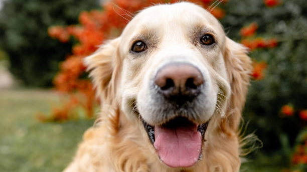 The 6 Smartest Dog Breeds In The World