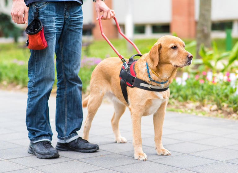 Amazing Guide Dogs 2024: Here are the 10 breeds of adorable dog that ...