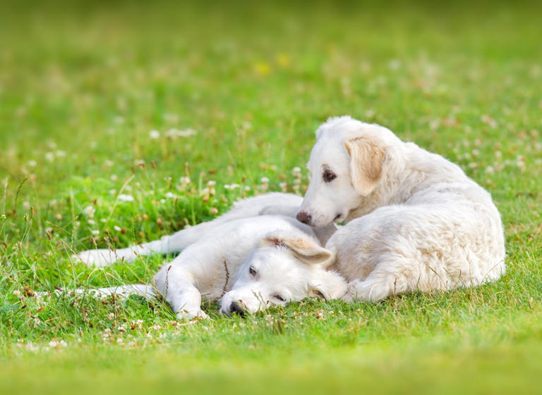 Here are the 13 rarest breeds of adorable dog in the UK 🐶