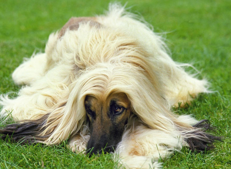 Dog IQs 2024: These are the 10 most and least clever breeds of adorable ...