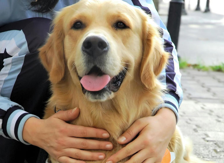 Amazing Guide Dogs 2024: Here are the 10 breeds of adorable dog that ...