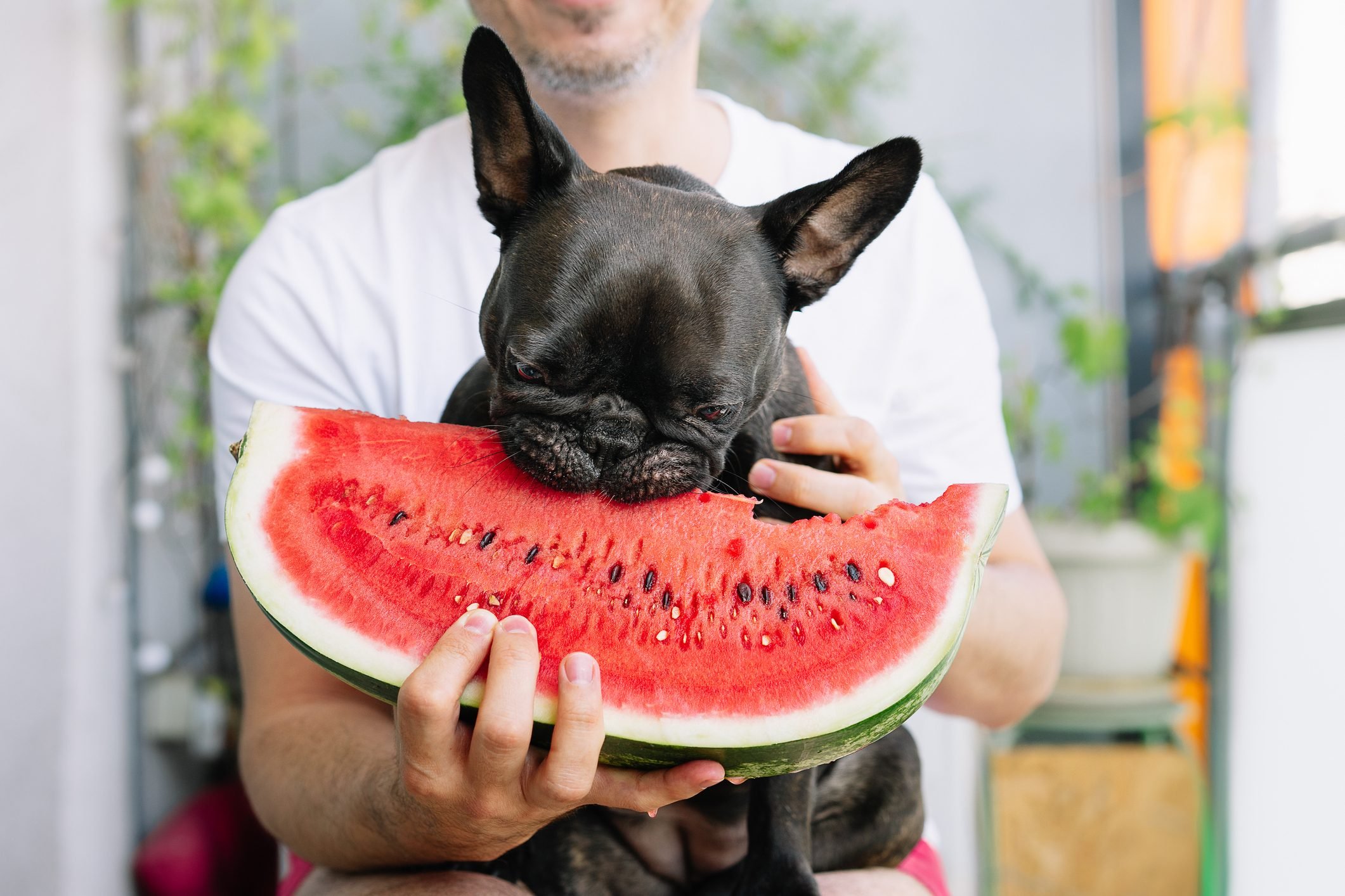<p>It's no secret that dogs love food. They sometimes eat strange things (for instance, <a href="https://www.rd.com/article/why-do-dogs-eat-dirt/">why do dogs eat dirt?</a>), and they will happily scarf down human food. But most dog owners know that there are plenty of human <a href="https://www.rd.com/list/foods-dogs-cant-eat/">foods dogs can't eat</a>—not just because they can be unhealthy but because they can be toxic. And beyond that, dogs can have adverse reactions to certain foods, even if they are supposedly good for them. "It's important to know that dogs can have food intolerances just like people, causing gastrointestinal upset or even an allergic reaction," says Kelly Ryan, DVM, Director of Veterinary Services for the Animal Medical Center of Mid-America. Be sure to monitor your dog and check with your vet if you're questioning whether to introduce a new food. Dr. Ryan also notes that human food that is not a specific part of your dog's daily food regimen should not take up more than 10 percent of his caloric intake; that's an important guideline when devising the very <a href="https://www.rd.com/list/best-diet-for-dogs-according-to-vets/">best diet for your dog</a>. But if you want to feed your pup human food in a responsible way, you're probably wondering what human foods your dog can eat. Here are the best options.</p>