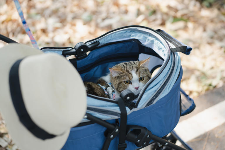 Cat Sneaks Into Baby Carriage