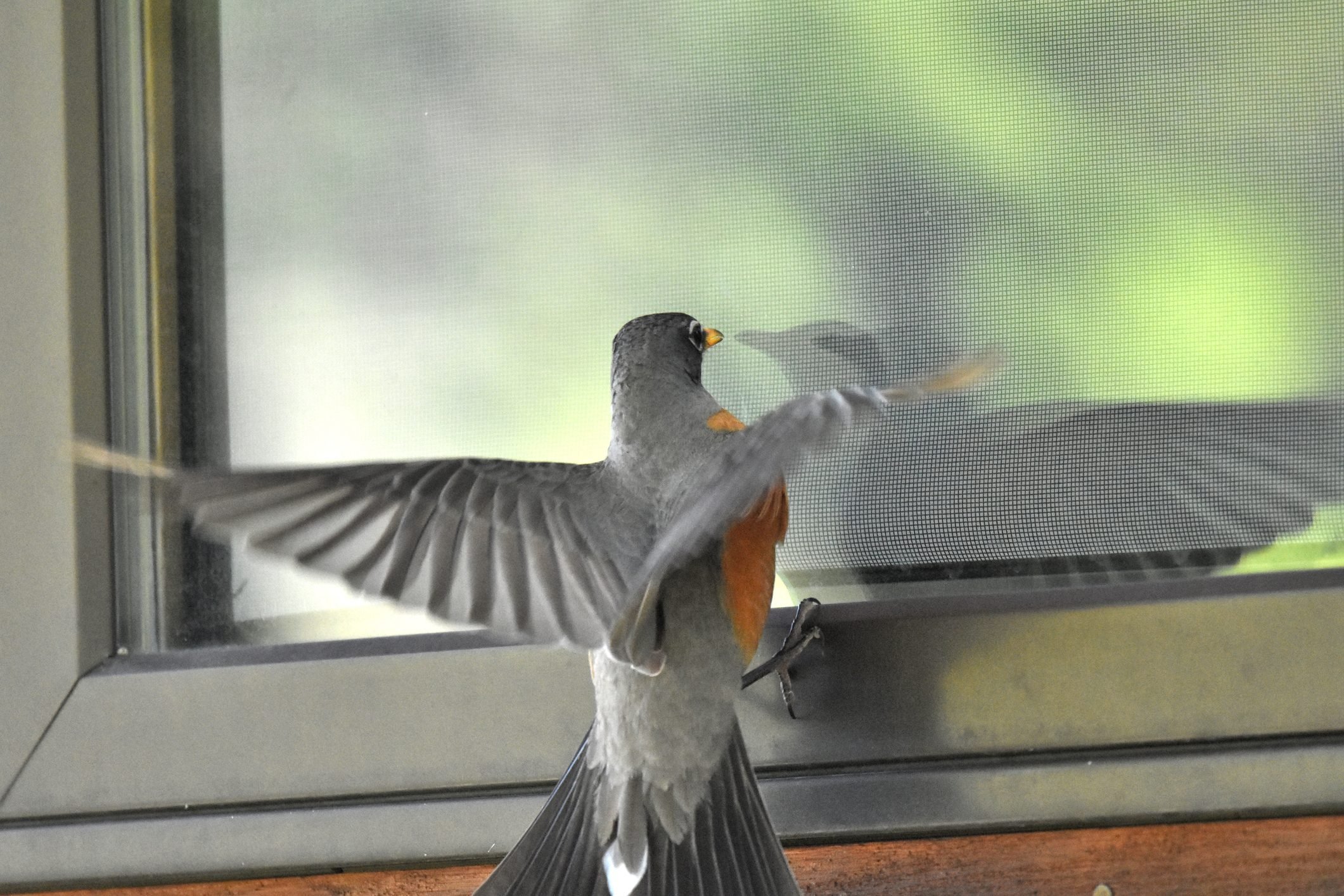 Врезалась птица и улетела к чему. Птица стучит в окно. Бедная птица. К чему бьётся птичка в окно. К чему стучится птица в окно дома.