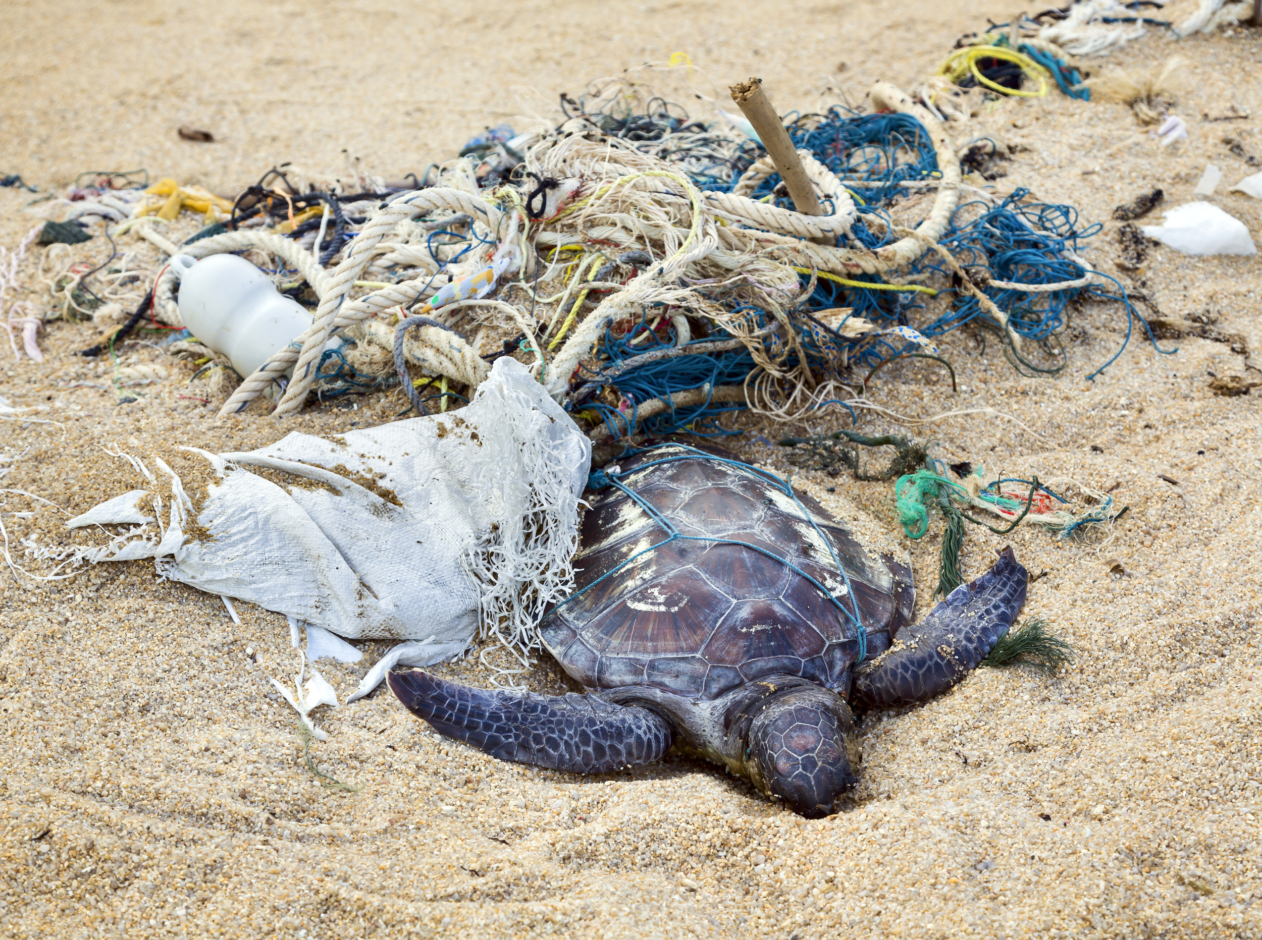 Животные страдают от загрязнений. Мертвая морская черепаха. Морские обитатели и пластик.