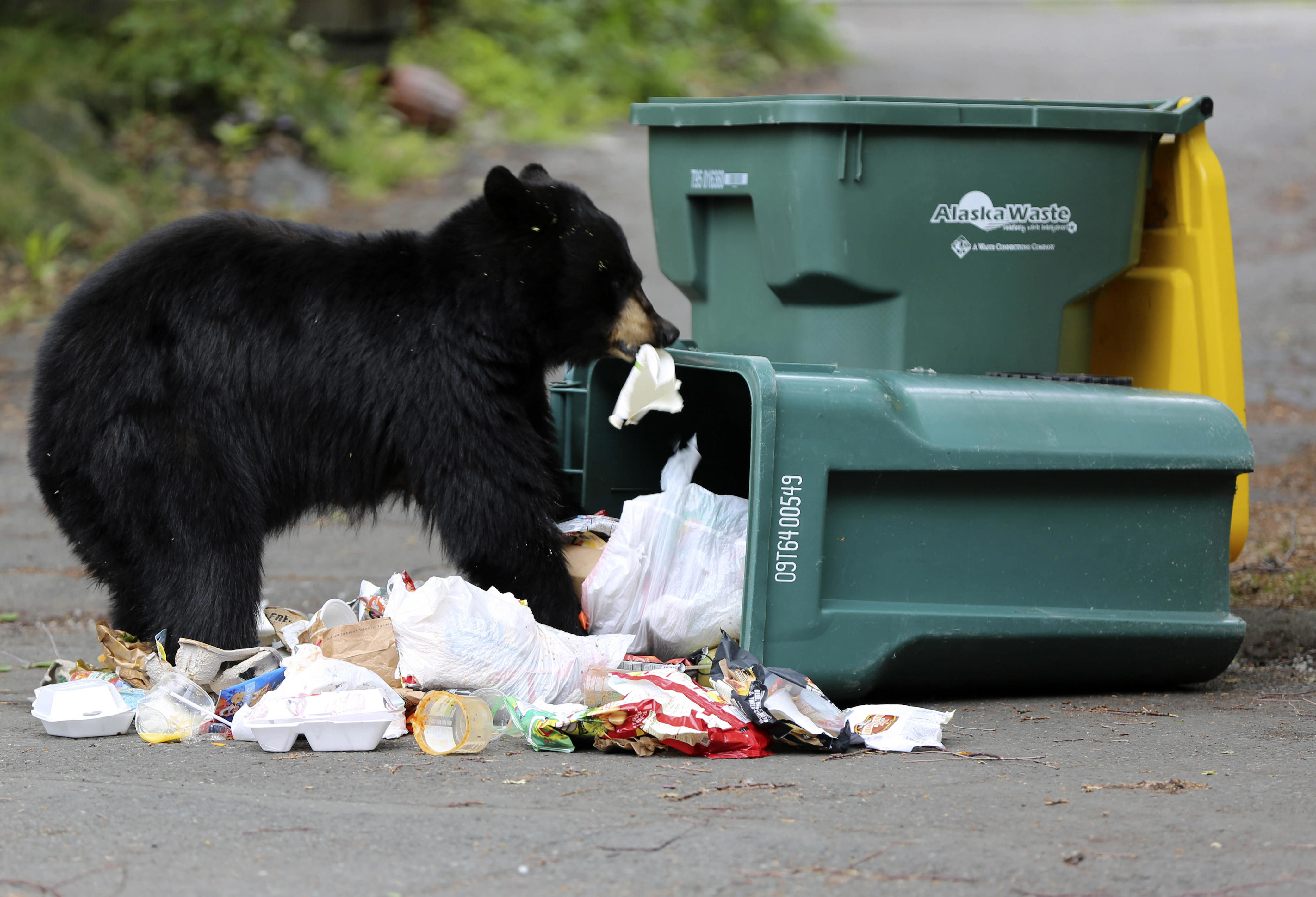 Медведь роется в мусоре