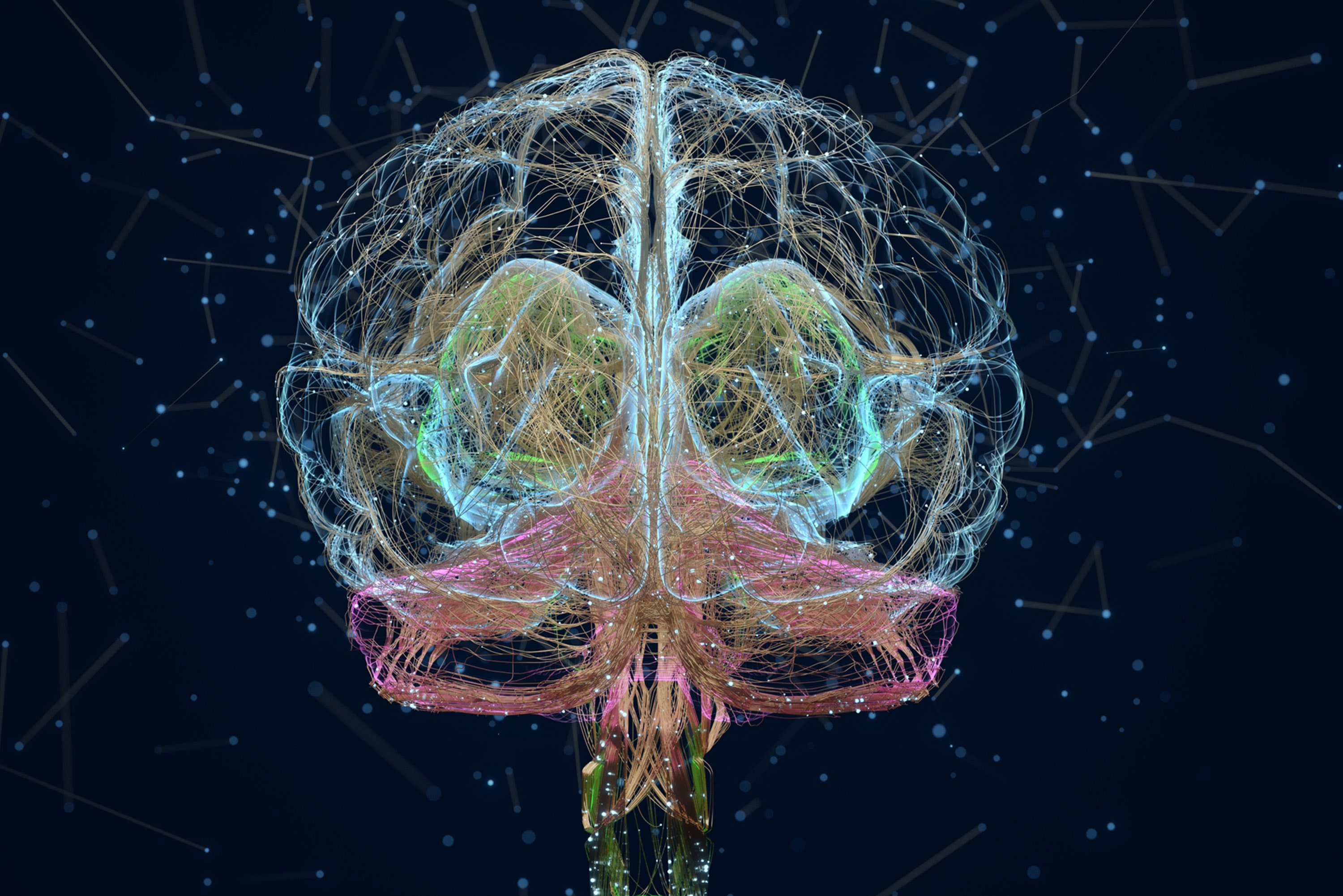 От головного мозга к рабочим органам. Нейроны мозга. Нейронная сеть мозга. Нейробиология мозга. Нейронные связи в мозге.
