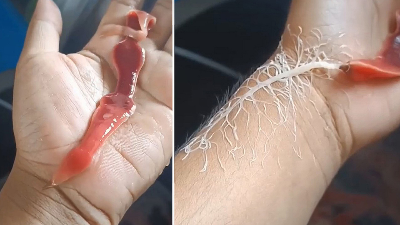 Creepy ribbon worm unleashes gooey white web on caretaker's hand
