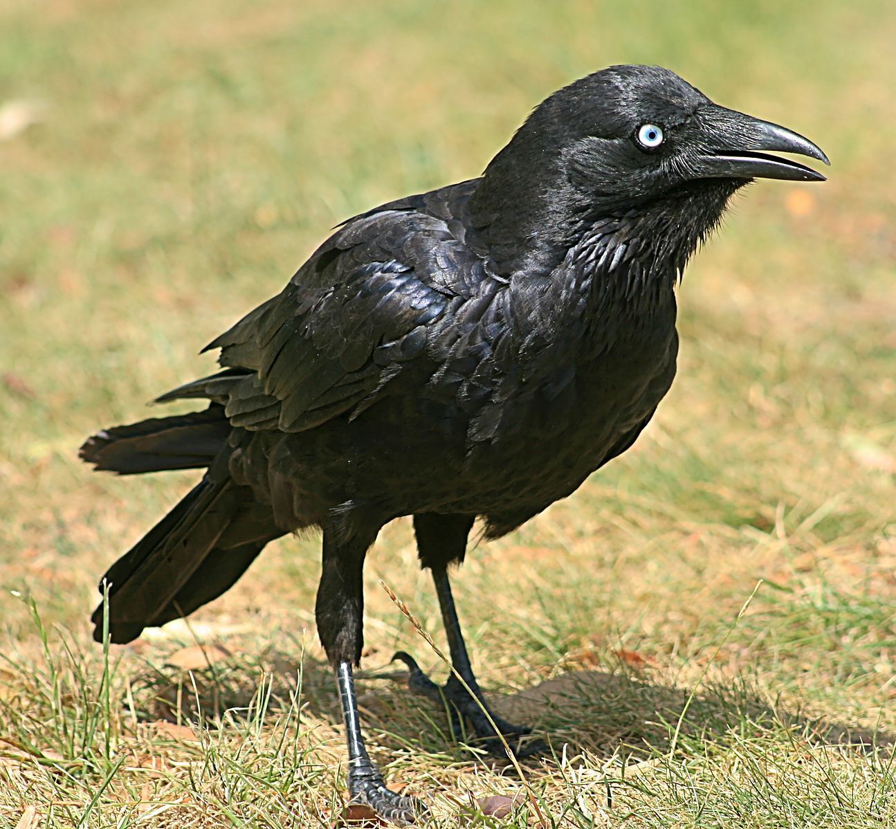 Bird brain? Here are the smartest bird species!