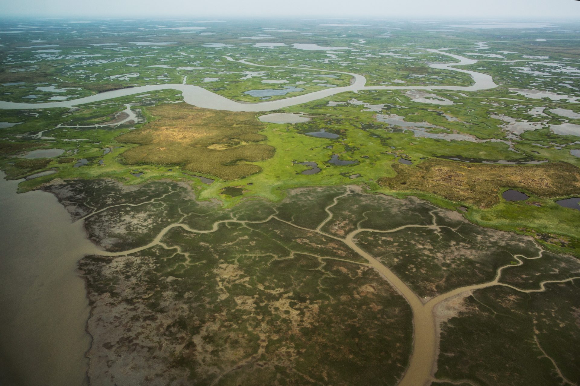 De moerassen zijn overal!