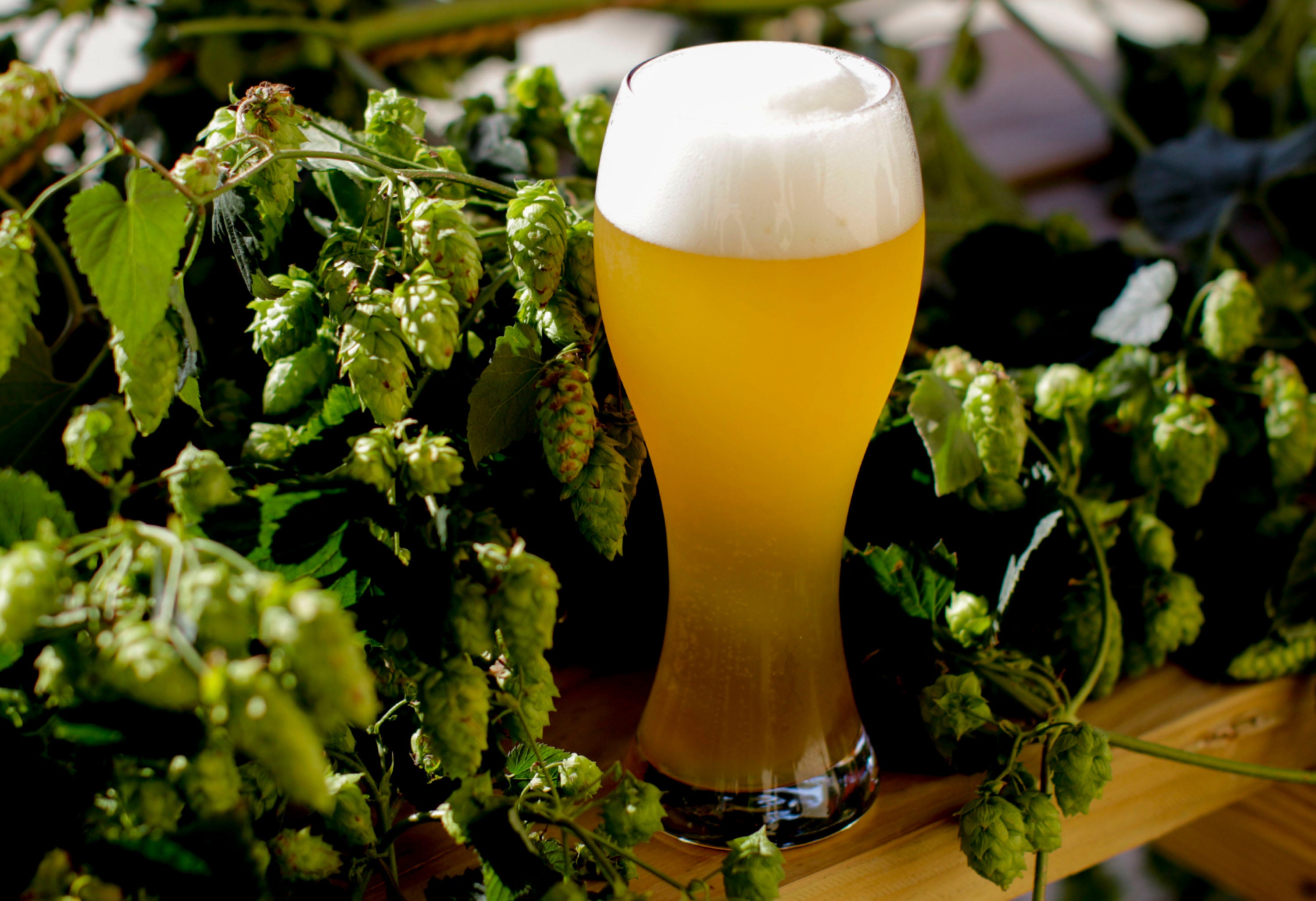 The 10 highestrated American IPAs to try on National IPA Day