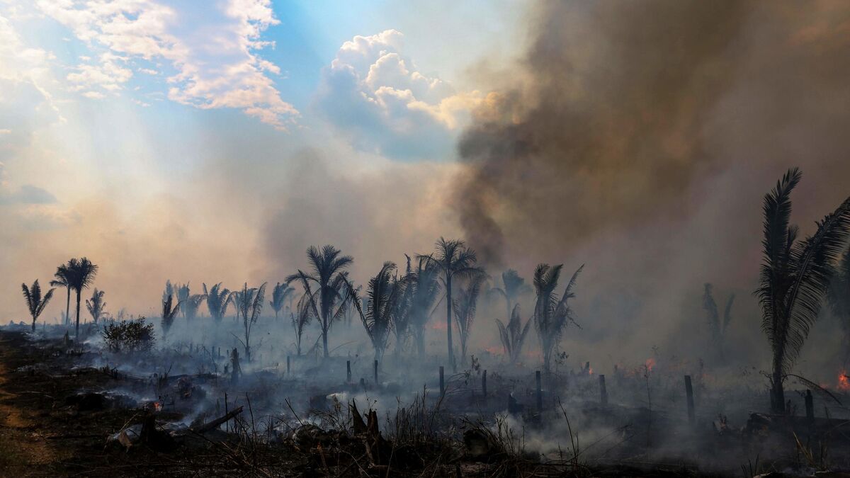 amazon, brésil : près de 3 000 feux enregistrés au mois de février, un triste record