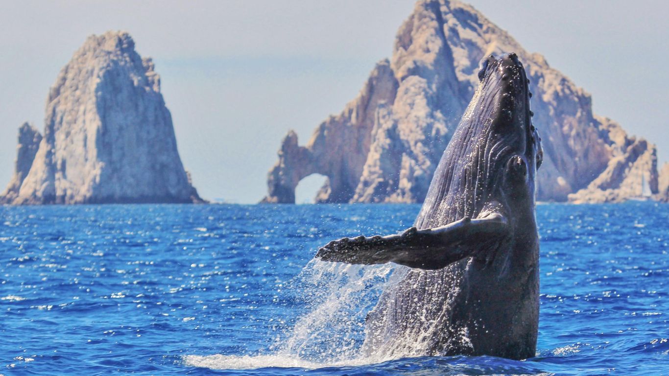 From December–April, you can find pods of gray and humpback whales frolicking through the Sea of Cortés during their seasonal migration. Seeing these gentle giants breach from the water is sure to be an experience you’ll never forget.