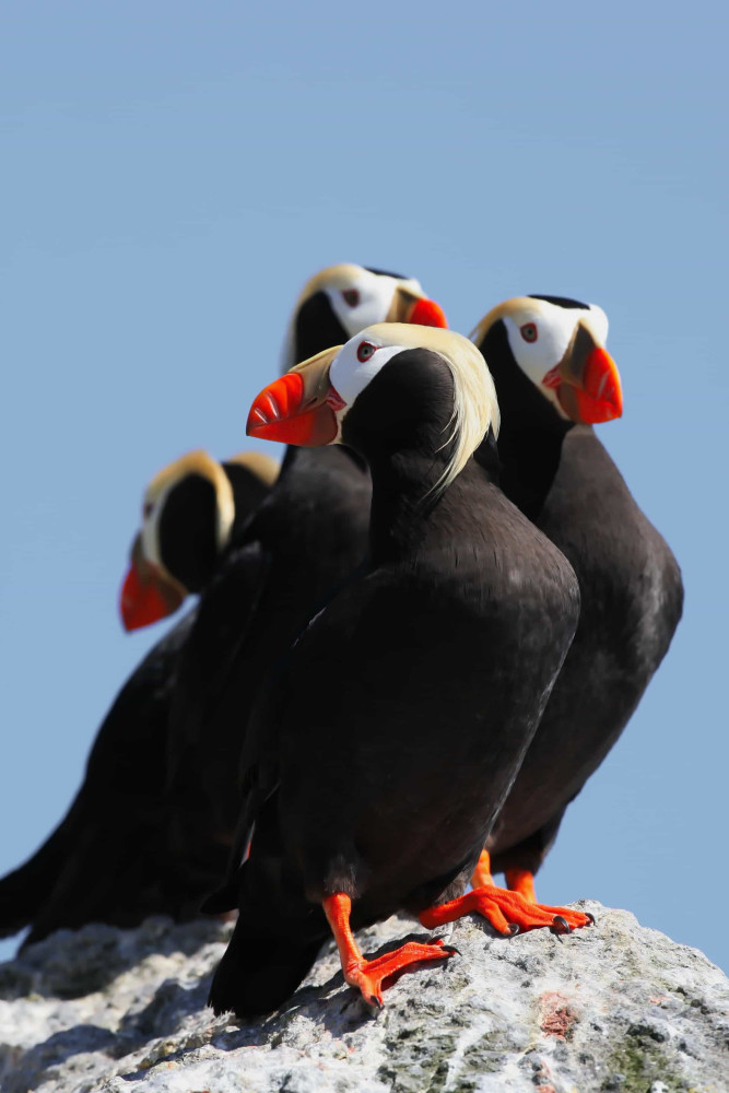 Aleutian Islands: Where Russia Meets The Usa