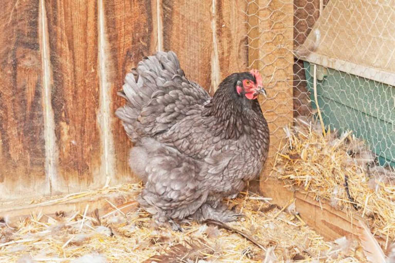 Blue Chickens: Guide to 17 Stunning Breeds