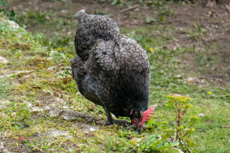 Blue Chickens: Guide To 17 Stunning Breeds