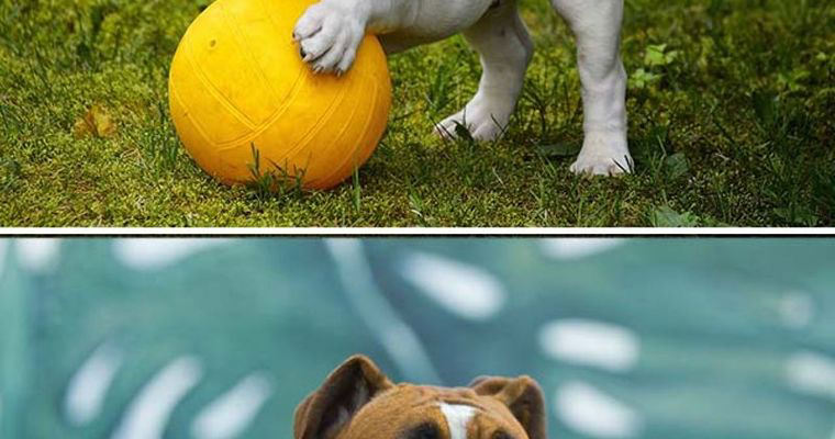Boxer to Bulldog-7 dog breeds with shortest lifespan